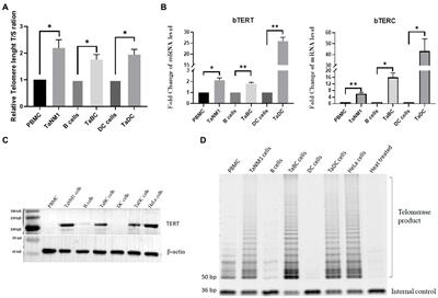 Activation of telomerase activity and telomere elongation of host cells by Theileria annulata infection
